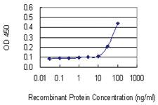 Anti-RPL18A Mouse Monoclonal Antibody [clone: 3B7]