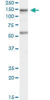 Anti-CARD11 Goat Polyclonal Antibody