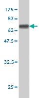 Anti-THUMPD1 Mouse Monoclonal Antibody [clone: 4A11]