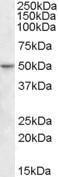 Anti-TEA domain family member 2 Goat Polyclonal Antibody