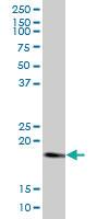 Anti-RHEB Mouse Polyclonal Antibody