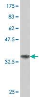 Anti-TEKT2 Mouse Polyclonal Antibody