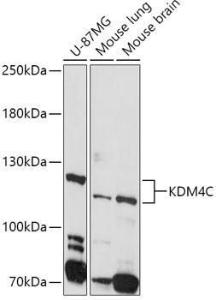 Anti-KDM4C/GASC1/JMJD2C Antibody (A10433)