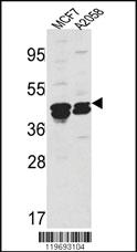 Anti-ACTR2 Rabbit Polyclonal Antibody