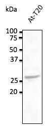 Anti-RAB5C Goat Polyclonal Antibody