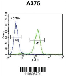 Anti-ACTR2 Rabbit Polyclonal Antibody