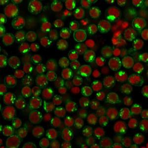 Immunofluorescent analysis of Jurkat cells stained with Anti-Transferrin Receptor Antibody [DF1513] followed by Goat Anti-Mouse IgG (CF&#174; 488) (Green) The nuclear counterstain is RedDot (Red)