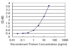 Anti-MOAP1 Polyclonal Antibody Pair