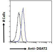 Anti-DGAT2 Antibody (A82499) - Flow cytometric analysis of paraformaldehyde fixed HeLa cells (blue line), permeabilized with 0