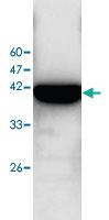 Anti-CKB Rabbit Polyclonal Antibody