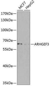 Anti-ARHGEF3 antibody