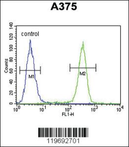 Anti-ACTR2 Rabbit Polyclonal Antibody