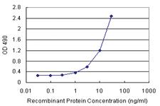 Anti-SCYL3 Polyclonal Antibody Pair