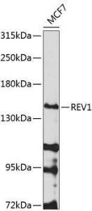 Antibody anti-REV1 100 µl