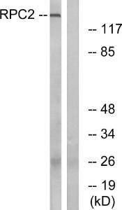 Antibody anti-RPC2 100 µg