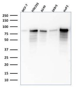 Western blot analysis of MCF-7, HEK-293, A549, SK-BR-3, and HeP2 cell lysates using Anti-MCM7 Antibody [SPM379]