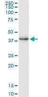 Anti-CREM Mouse Monoclonal Antibody [clone: 3B5]