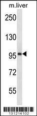 Anti-ESPNL Rabbit Polyclonal Antibody (Biotin)