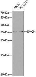 Western blot analysis of extracts of various cell lines, using Anti-Endomucin Antibody (A10438) at 1:1,000 dilution The secondary antibody was Goat Anti-Rabbit IgG H&L Antibody (HRP) at 1:10,000 dilution Lysates/proteins were present at 25 µg per lane