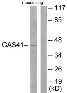 Western blot analysis of lysates from mouse lung using Anti-GAS41 Antibody. The right hand lane represents a negative control, where the antibody is blocked by the immunising peptide.