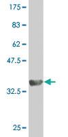 Anti-TEKT2 Mouse Monoclonal Antibody [clone: 2H4]