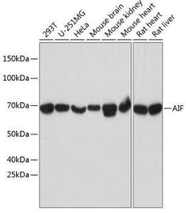 Anti-AIF antibody