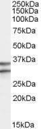 Anti-GPR3 Antibody (A82501) (0.3 µg/ml) staining of Human Brain (Frontal Cortex) lysate (35 µg protein in RIPA buffer). Primary incubation was 1 hour. Detected by chemiluminescence