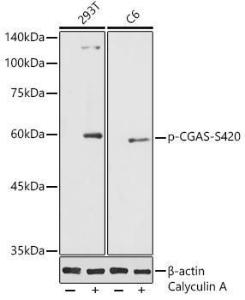 Anti-cGAS (phospho Ser420) Rabbit Polyclonal Antibody