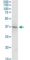 Anti-TEX13A Rabbit Polyclonal Antibody