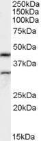 Anti-Actl7b Antibody (A82502) (0.5 µg/ml) staining of Rat Testes lysate (35 µg protein in RIPA buffer). Primary incubation was 1 hour. Detected by chemiluminescence