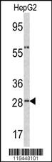 Anti-ORM1 Rabbit Polyclonal Antibody