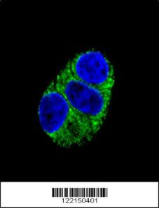 Anti-ITPA Rabbit Polyclonal Antibody