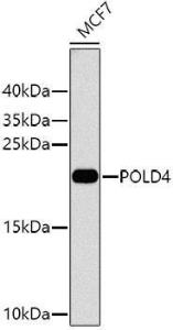 Anti-POLD4 Rabbit Polyclonal Antibody