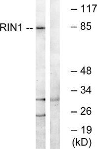 Western blot analysis of lysates from K562 cells using Anti-RIN1 Antibody. The right hand lane represents a negative control, where the antibody is blocked by the immunising peptide