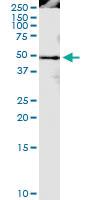 Anti-PPIG Polyclonal Antibody Pair