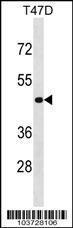 Anti-Nucleoside Diphosphate Kinase 7 Rabbit Polyclonal Antibody (Biotin)