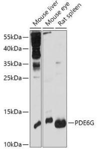 Anti-PDE6G Rabbit Polyclonal Antibody