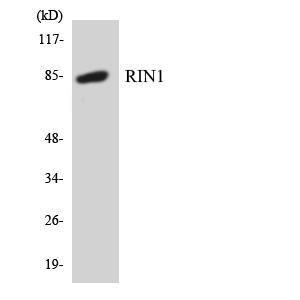 Western blot analysis of the lysates from COLO205 cells using Anti-RIN1 Antibody