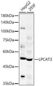 Western blot analysis of variou