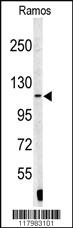 Anti-XPOT Rabbit Polyclonal Antibody