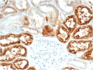 Immunohistochemical analysis of formalin-fixed, paraffin-embedded human kidney tissue using Anti-RBP4 Antibody [RBP4/7045R]