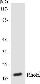 Western blot analysis of the lysates from RAW264.7 cells using Anti-RhoH Antibody