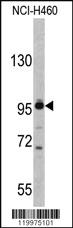 Anti-XPOT Rabbit Polyclonal Antibody