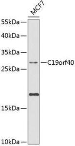 Western blot analysis of extracts of MCF-7 cells, using Anti-FAAP24 Antibody (A10443) at 1:1,000 dilution