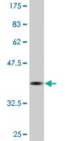 Anti-LONP1 Mouse Monoclonal Antibody [clone: 3B2]