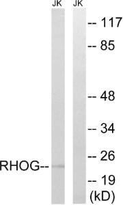 Western blot analysis of lysates from Jurkat cells using Anti-RHOG Antibody. The right hand lane represents a negative control, where the antibody is blocked by the immunising peptide.