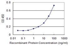 Anti-HHLA3 Mouse Monoclonal Antibody [clone: 1F6]