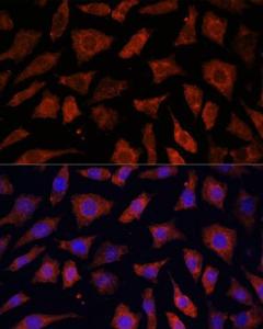 Anti-PDE6G Rabbit Polyclonal Antibody