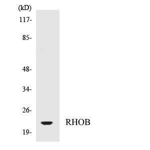 Western blot analysis of the lysates from HepG2 cells using Anti-RHOB Antibody