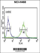 Anti-SPG20 Rabbit Polyclonal Antibody